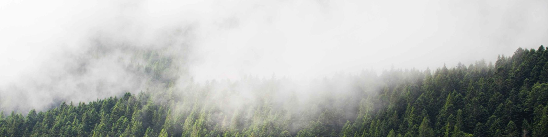 Häufige Fragen zum Kauf von Wald und zur Waldbörse