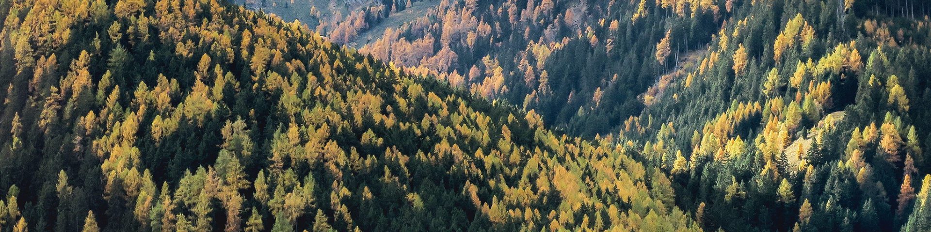 Wald verkaufen auf der Waldbörse