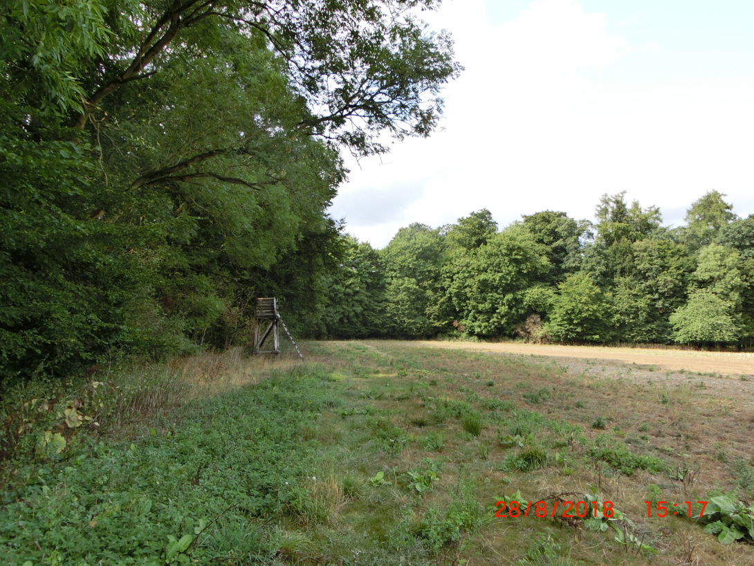 Waldgrundstück - View : Inserat auf der Waldbörse